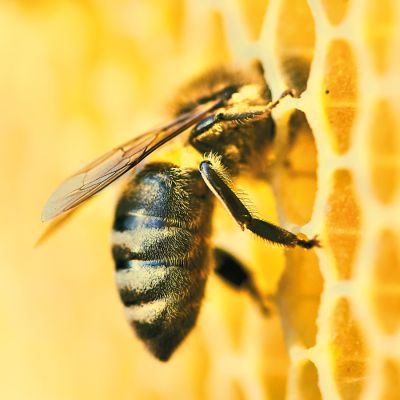 Bild zu MPG&E erschafft nachhaltige Bienenwiesen