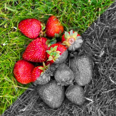 Bild zu Symptome für Farbsehschwäche